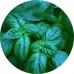 Basil Dry Tea: Vital Herb 